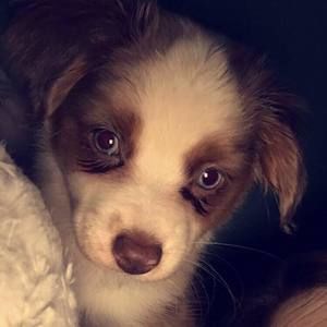 Meet your Posher, Abbie